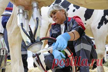 В России предложили привлекать на работу доярками с помощью массажа и маникюра