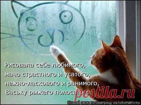 Прикольные котики
