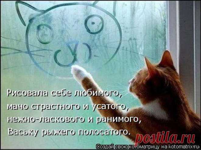 Прикольные котики