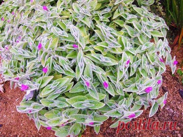 Planta Veludo Branco - Suculenta Nome científico: Tradescantia Sillamontana Nativa do México, o que mais chama a atenção nessa planta são esses pelos brancos que cobrem todas as suas folhas e seu caule, por isso o seu nome popular 
