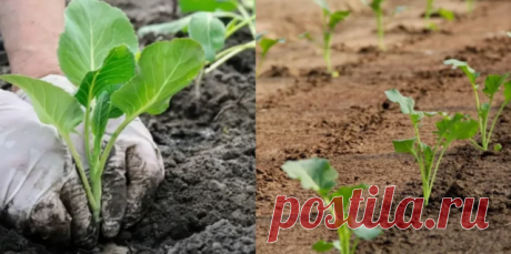 Какую «особую» подкормку нужно положить в лунку при посадке капусты для быстрого роста