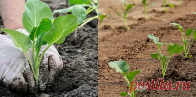 Какую «особую» подкормку нужно положить в лунку при посадке капусты для быстрого роста