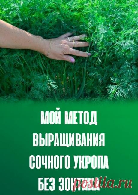 Всегда полно укропа и никаких зонтиков - рассказываю свой опыт выращивания пышных кустов | Садовый рай 🌱 | Яндекс Дзен