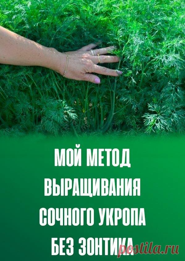 Всегда полно укропа и никаких зонтиков - рассказываю свой опыт выращивания пышных кустов | Садовый рай 🌱 | Яндекс Дзен