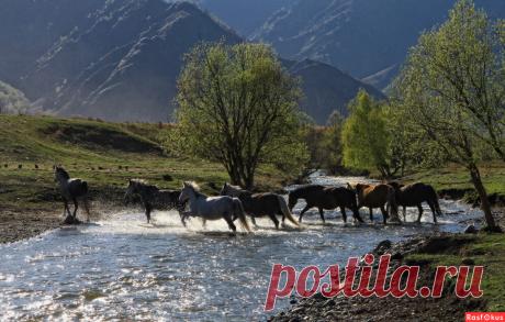 Фото: Брод. Пейзажный фотограф Галина Хвостенко. Фото животных. Фотосайт Расфокус.ру