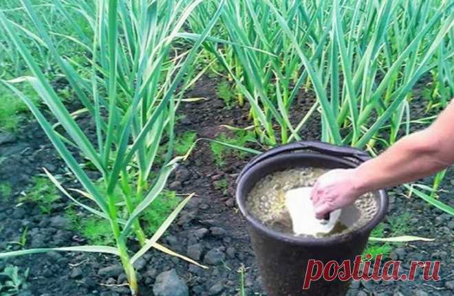 Обязательные процедуры для грядок с чесноком, которые проводят в мае, чтобы выросли крупные головки | Огород на 6 сотках | Яндекс Дзен