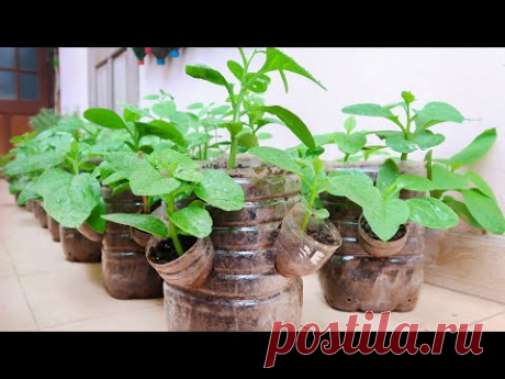 Recycle Plastic Bottles to Grow Vegetables at Home for Housewives | 5T1 Balcony