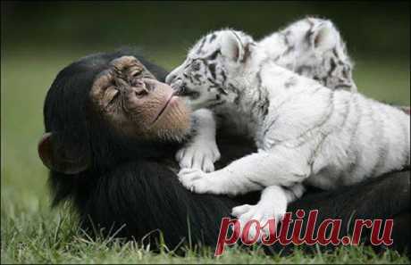 (99) Одноклассники