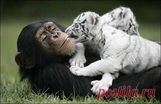 (99) Одноклассники