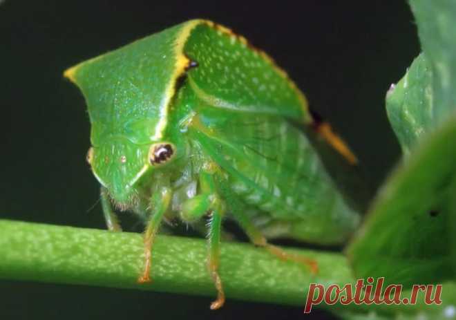 Цикадка: описание, виды и методы борьбы