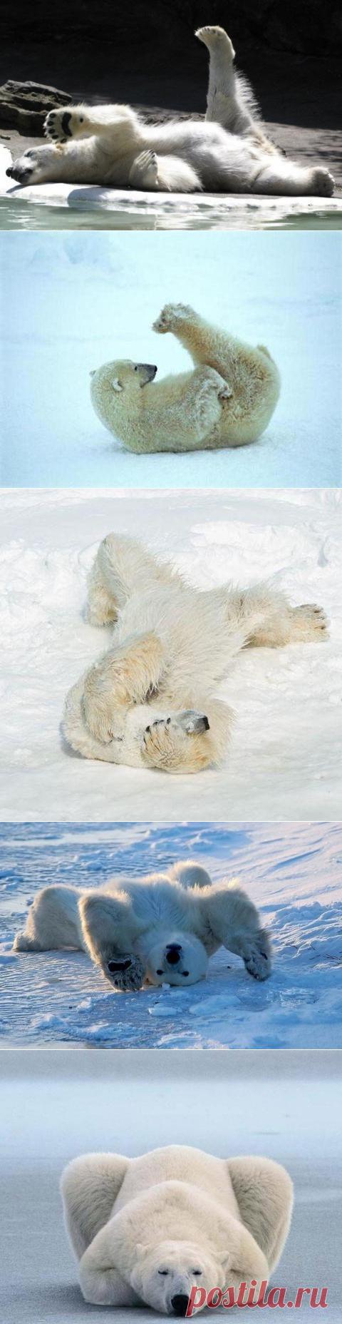 Уроки йоги от полярных медведей | Prikolisti.com
