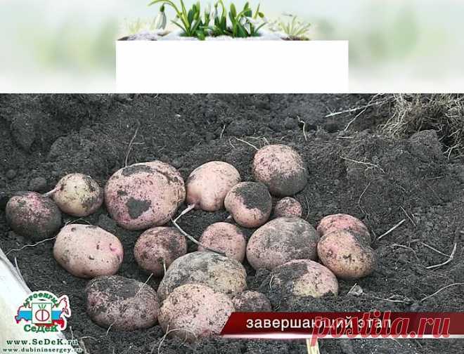картофель в коробах