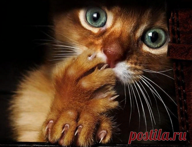 🐱Чего больше всего на свете боятся кошки | Нос, хвост, лапы | Дзен