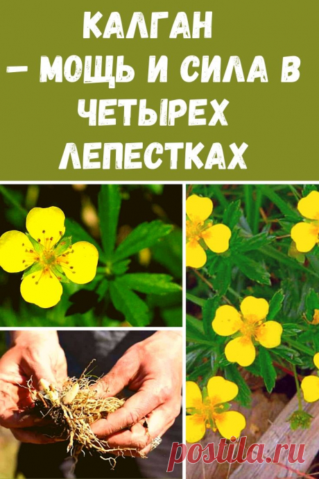 Калган – мощь и сила в четырех лепестках