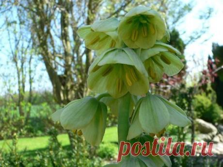 Рябчики: посадка, размножение и уход. Виды рябчиков