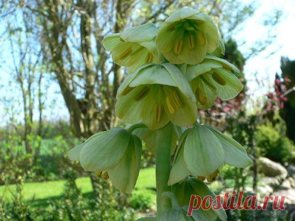 Рябчики: посадка, размножение и уход. Виды рябчиков