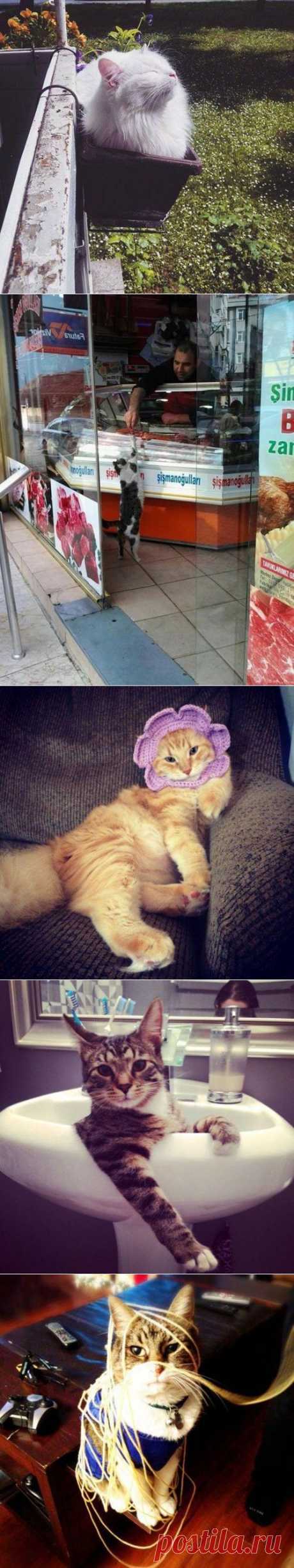 Забавные КОТОприколы для хорошего настроения