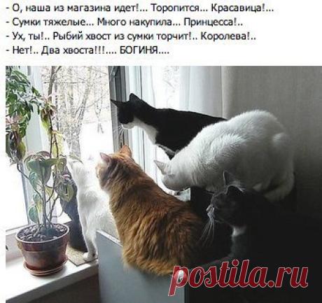 кошки