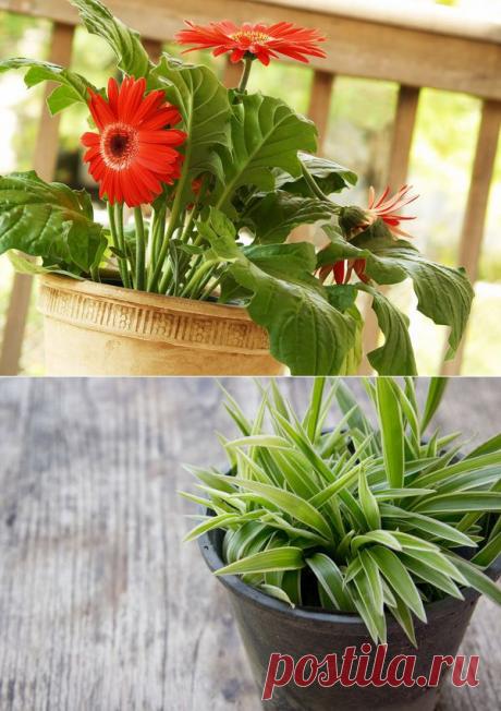 15 комнатных растений, улучшающих воздух / Домашние растения / 7dach.ru