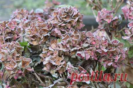 Зимняя защита гортензий — способы и правила. Фото — Ботаничка