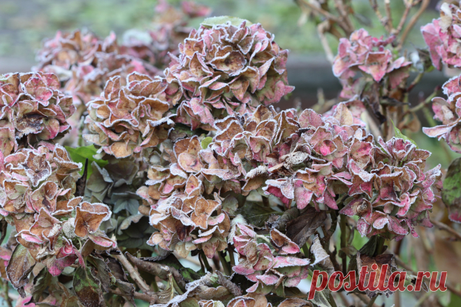 Зимняя защита гортензий — способы и правила. Фото — Ботаничка