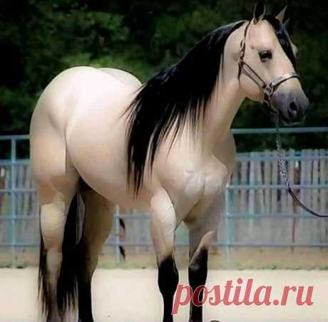(2) I Love Horses | Facebook