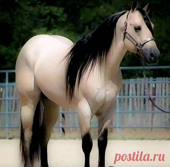 (2) I Love Horses | Facebook