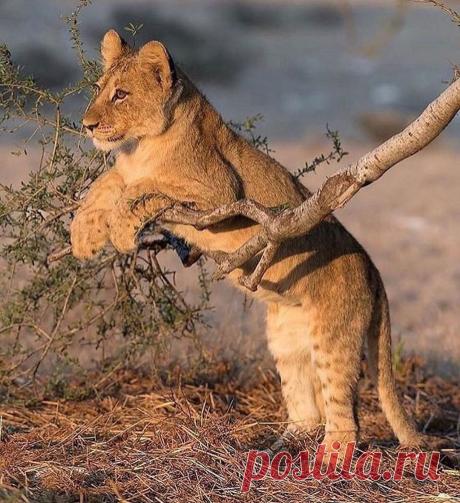 Смешная дикая природа