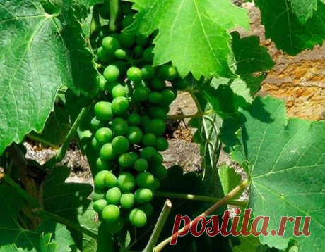 Экстракт виноградных косточек препятствует росту раковых клеток не менее эффективно, чем химиотерапия