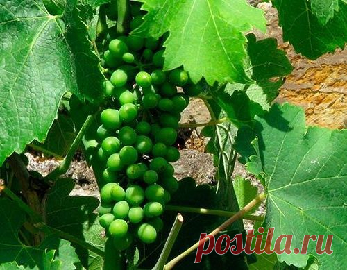 Экстракт виноградных косточек препятствует росту раковых клеток не менее эффективно, чем химиотерапия