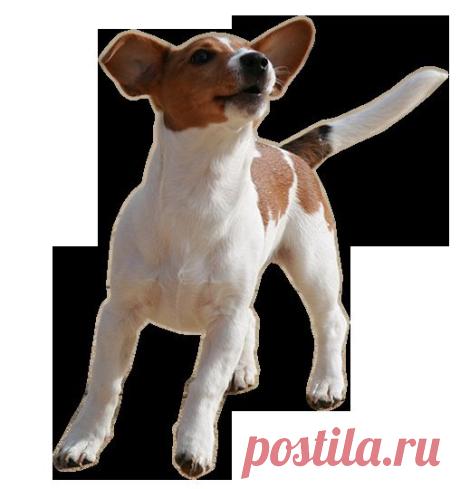 КАЧЕСТВЕННЫЙ КЛИПАРТ ЖИВОТНЫЕ.ПНГ 2