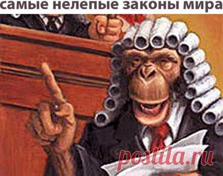 Самые глупые законы
