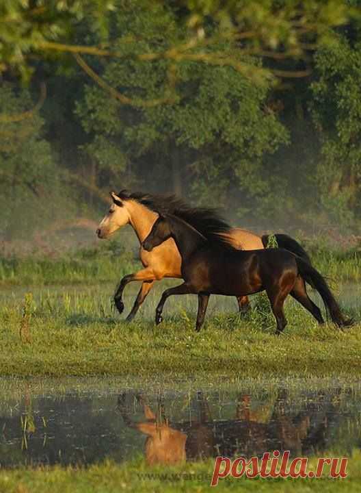 Galloping beauties! I want a buckskin so badly!   |   Pinterest • Всемирный каталог идей
