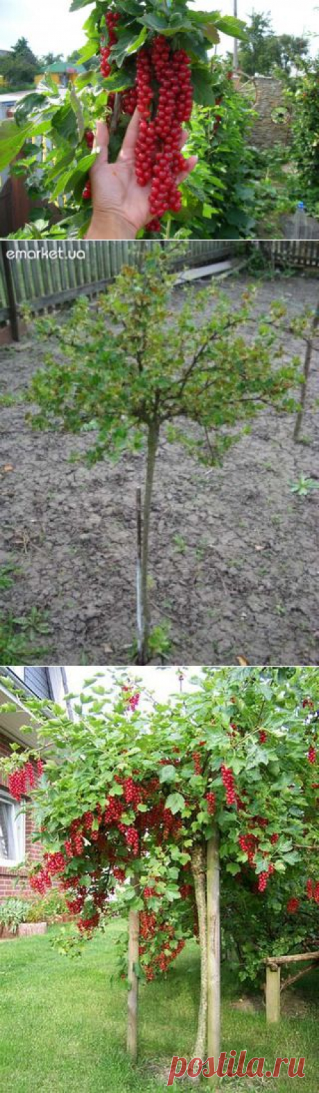 (+1) тема - Новый способ выращивания кустов смородины, крыжовника и других. | 6 соток