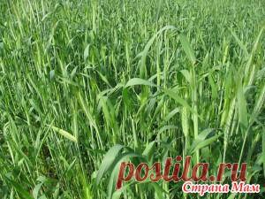 Вот она... рожь! - Сад, огород - Страна Мам