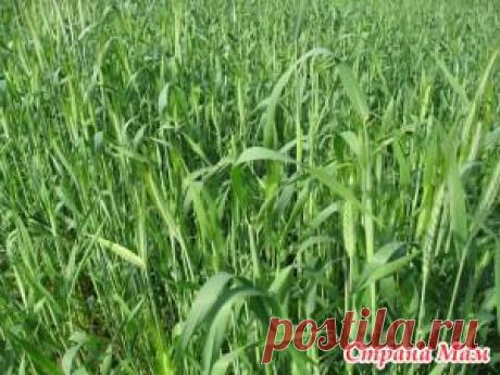 Вот она... рожь! - Сад, огород - Страна Мам