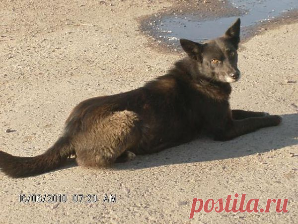 вот таких брошенных собак в ИРБИТЕ очень много. Люди оборзели