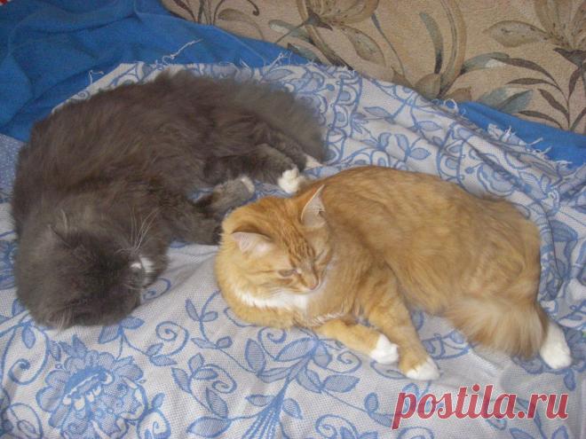 тихий час...а лучше два....