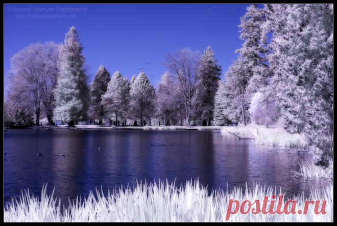 Фантастические фоны для рабочего стола - инфракрасная фотография