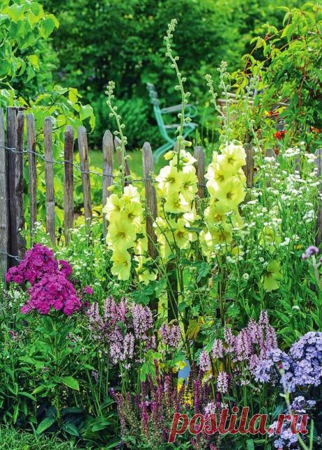 Семейство Мальвовые: яркие &quot;свечи&quot; для сада / мальвовые / 7dach.ru