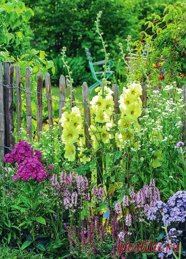 Семейство Мальвовые: яркие "свечи" для сада / мальвовые / 7dach.ru