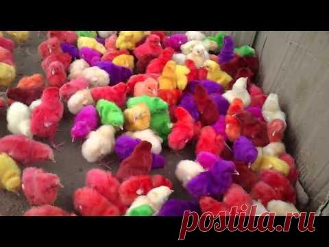 цветные цыплята...