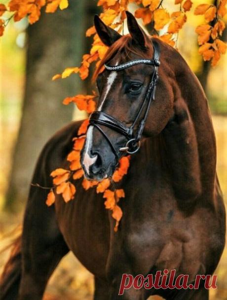 Прекрасен и грациозен