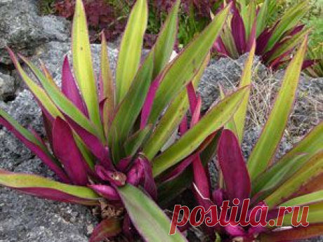 Рео – Rhoeo описание и уход на FloralWorld.ru