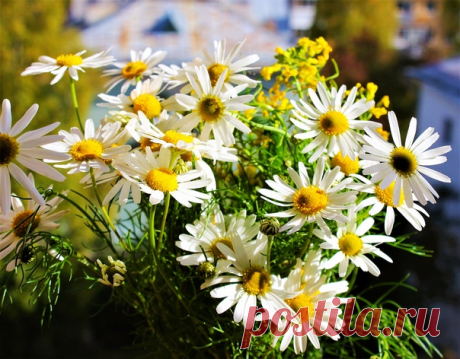 Прекрасной всем субботы! Отличного отдыха с позитивным настроением)))😊🌼🌼🌼☀