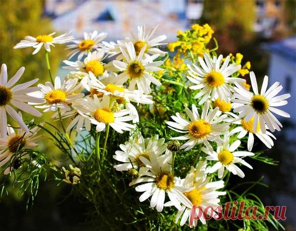 Прекрасной всем субботы! Отличного отдыха с позитивным настроением)))😊🌼🌼🌼☀