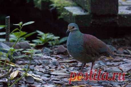 Сем. Голубиные (Columbidae)
Коста-риканский земляной голубь (Geotrygon costaricensis)