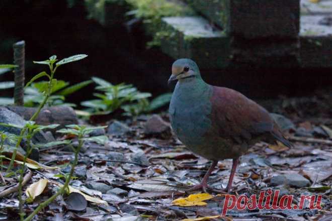 Сем. Голубиные (Columbidae)
Коста-риканский земляной голубь (Geotrygon costaricensis)