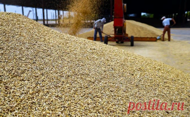 Весной Россию ждет голод, а следующей осенью — неурожай. Зачем безымянный чиновник Минсельхоза нагнетает проблему дефицита продовольствия. | Свободная Пресса | Дзен