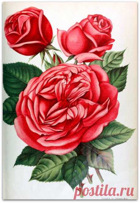 Rose Johanna Schutz